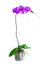 Büyüleyici Mor Orkide