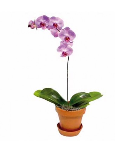 Pembe Orkide 2