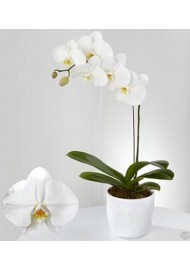 Beyaz Phalaenopsis (orkide)