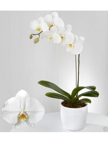 Beyaz Phalaenopsis (orkide)