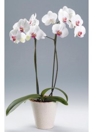 Seramik Vazoda 2 li Orkide ( Phalaenopsis )