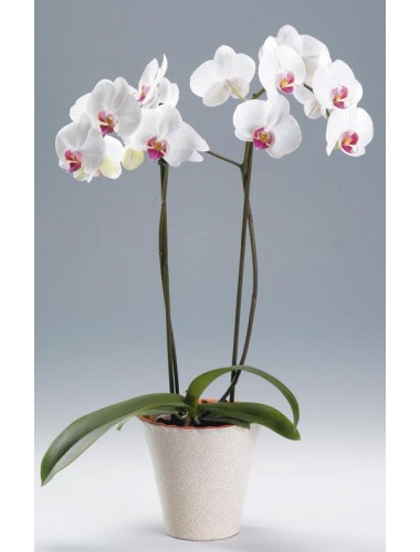 Seramik Vazoda 2 li Orkide ( Phalaenopsis )